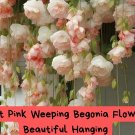 30 Light Pink Weeping Begonia Seeds – Hanging Basket Flower – Trailing Shade Plant – Cascading
