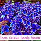 30 Heirloom Coleus Seeds – Colorful Mixed Foliage, Easy to Grow Annual, Shade Garden Favorite, Orn
