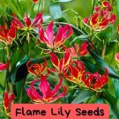 20 Flame Lily Seeds – Heirloom Gloriosa, Rare Exotic Blooms, Climbing Flowering Vine, Easy to Grow