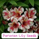 20 Peruvian Lily Seeds – Heirloom Alstroemeria, Rare Colorful Blooms, Long Lasting Cut Flower, Eas