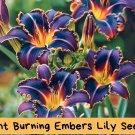 20 Night Burning Embers Lily Seeds – Heirloom, Rare Fiery Blooms, Red-Orange Flowers, Easy to Grow