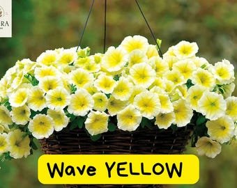 20 Easy Wave Yellow Petunia Seeds &acirc;�� Trailing Pelleted Seeds &acirc;�� Bright Annual Blooms &acirc;�� Hanging B