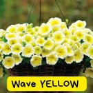 20 Easy Wave Yellow Petunia Seeds – Trailing Pelleted Seeds – Bright Annual Blooms – Hanging B