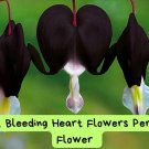 Black Bleeding Heart Seeds – 25 Rare Perennial Seeds – Heart-Shaped Dark Flowers – Shade Garde