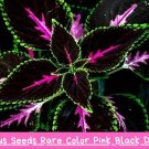 20 Rare Coleus Seeds – Pink Black Green Foliage – Unique Leaf Plant for Shade – Colorful Garde