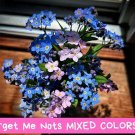 Forget Me Not Seeds Mixed Colors | Perennial Early Bloom | Pollinator Friendly Flowers | Blue Pink W
