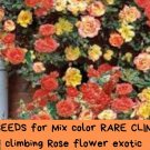 20 Seeds - Rare Mix Color Climbing Rose | Exotic Climber Flower | Perennial Rose Vine | Fast-Growing
