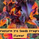 20 Firestorm Iris Seeds – Fiery Red Orange Fragrant Flowers – Perennial Easy-Grow Garden Seeds 