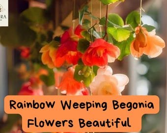 Rainbow Weeping Begonia Seeds | Trailing Hanging Basket Plant | Colorful Shade Flowers | Easy to Gro