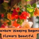 Rainbow Weeping Begonia Seeds | Trailing Hanging Basket Plant | Colorful Shade Flowers | Easy to Gro