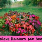 Coleus Rainbow Mix Seeds – Colorful Foliage Plant – Shade Garden Favorite – Easy to Grow – R