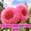 Rare Pink Giant Teddy Bear Sunflower Seeds | Fluffy Double Blooms | Unique Pink Sunflowers | Heirloo