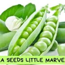 20+ Little Marvel Pea Seeds - Heirloom Non GMO Garden Peas - Sweet Green Shelling Peas - Easy Grow V