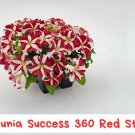 50 Petunia Success 360 Red Star Seeds - Pelleted Trailing Flower - Red and White Blooms - Annual for