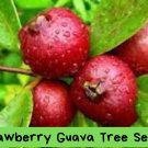 20 Strawberry Guava Seeds Psidium Cattleianum Edible Fruit Tree Sweet Tart Flavor Hardy Fast Growing