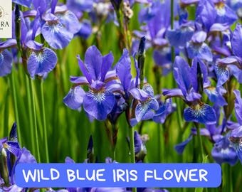 20 Wild Blue Iris Seeds &acirc;�� Native Perennial Flower &acirc;�� Fragrant Blue Blooms &acirc;�� Easy to Grow &acirc;�� Ir