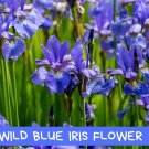 20 Wild Blue Iris Seeds – Native Perennial Flower – Fragrant Blue Blooms – Easy to Grow – Ir