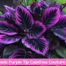 25+ Purple Tip Calathea Seeds | Calathea Couture  Exotic Houseplant | Easy to Grow | Air Purifying.1