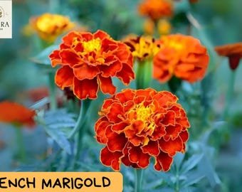 French Marigold Seeds - 100+ Seeds - Assorted Bright Colors - Easy Annual Flower for Borders, Pots, 