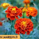 French Marigold Seeds - 100+ Seeds - Assorted Bright Colors - Easy Annual Flower for Borders, Pots, 