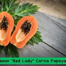 20 Red Lady Papaya Seeds | Carica papaya Fruit Tree | Large Sweet Tropical Melons | Indoor or Outdoo
