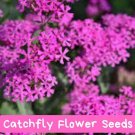 Catchfly Flower Seeds - 200+ Seeds - Crimson-Rose Blooms - Easy Annual Wildflower for Pollinator Gar