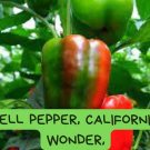 California Wonder Bell Pepper Seeds - 25+ Heirloom Seeds - Sweet Large Fruit - Classic Non-GMO Varie