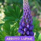 Arroyo Lupine Seeds - 25+ Seeds - Purple Wildflowers - Native Pollinator-Friendly Blooms for Gardens