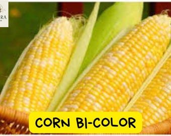 Butter and Sugar Corn Seeds - 100 Heirloom Seeds - Bi-Color Sweet Corn - Non-GMO Vegetable for Home 