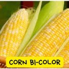 Butter and Sugar Corn Seeds - 100 Heirloom Seeds - Bi-Color Sweet Corn - Non-GMO Vegetable for Home 
