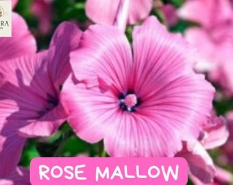 Rose Mallow Seeds - 25+ Seeds - Bright Rose-Pink Flowers - Hardy Perennial for Pollinator Gardens, B