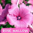 Rose Mallow Seeds - 25+ Seeds - Bright Rose-Pink Flowers - Hardy Perennial for Pollinator Gardens, B