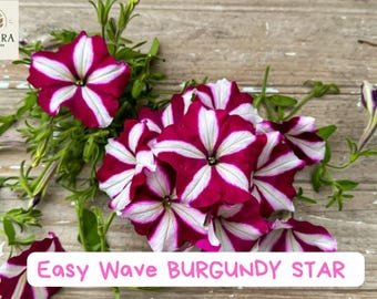 Easy Wave Burgundy Star Petunia Seeds - 20 Pelleted Seeds - Bicolor Trailing Annual - Great for Hang