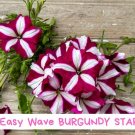 Easy Wave Burgundy Star Petunia Seeds - 20 Pelleted Seeds - Bicolor Trailing Annual - Great for Hang