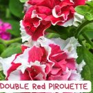 Double Red Pirouette Petunia Seeds - 25 Pelleted Seeds - Ruffled Red and White Flowers - Annual for 