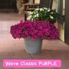 Wave Classic Purple Petunia Seeds - 20 Pelleted Seeds - Trailing Annual Flowers for Baskets, Contain