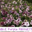 Double Purple Pirouette Petunia Seeds - 25 Pelleted Seeds - Ruffled Bicolor Blooms - Annual Flower f