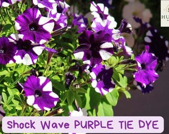 Shock Wave Purple Tie Dye Petunia Seeds - 20 Pelleted Seeds - Trailing Bicolor Annual - Hanging Bask