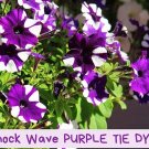 Shock Wave Purple Tie Dye Petunia Seeds - 20 Pelleted Seeds - Trailing Bicolor Annual - Hanging Bask