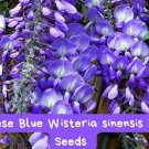 Chinese Blue Wisteria Seeds – Wisteria sinensis – Fragrant Cascading Vines – Flowering Tree or