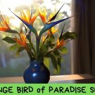 Orange Bird of Paradise Seeds | Strelitzia reginae | Tropical Exotic Flower | Bold Foliage | Indoor 