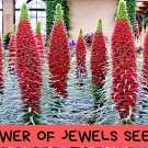 Tower of Jewels Seeds | Echium wildpretii | Hummingbird Flower | Tall Spike Blooms | Drought Toleran