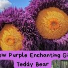 Yellow Purple Giant Teddy Bear Sunflower Seeds | Fluffy Blooms | Rare Garden Flowers | Easy to Grow 