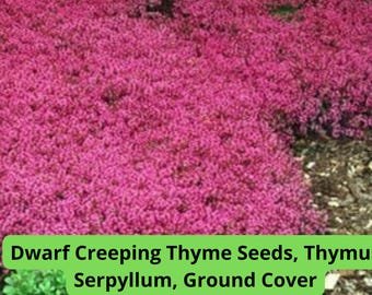 Dwarf Creeping Thyme Seeds &acirc;�� Thymus Serpyllum, Perennial Ground Cover, Fragrant Herb, Purple Flowe