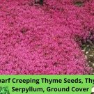 Dwarf Creeping Thyme Seeds – Thymus Serpyllum, Perennial Ground Cover, Fragrant Herb, Purple Flowe