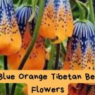 Blue Orange Tibetan Bell Flower Seeds – Rare Bicolor Blooms – Easy to Grow Perennial – Unique 