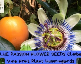 Blue Passion Flower Seeds | Passiflora caerulea Vine | Exotic Climber Plant with Edible Fruit | Attr