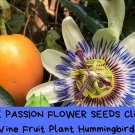 Blue Passion Flower Seeds | Passiflora caerulea Vine | Exotic Climber Plant with Edible Fruit | Attr