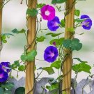 20 Purple Morning Glory Vine Seeds | Ipomoea purpurea | Hardy Climbing Flower Plant | Fast-Growing T