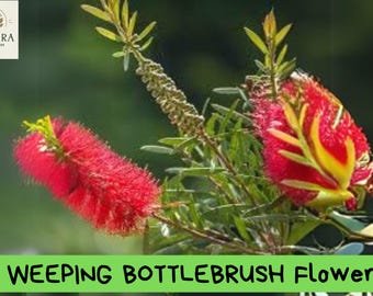 Weeping Bottlebrush Tree Seeds &acirc;�� 20+ Callistemon viminalis &acirc;�� Red Flowering Ornamental Plant &acirc;�� 